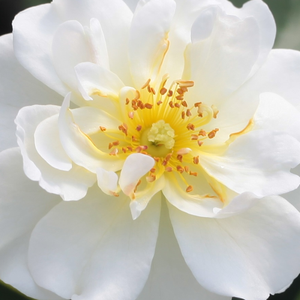 Онлайн магазин за рози - Бял - Растения за подземни растения рози - среден аромат - Pоза Уилма Холдър - Гергили Марк - Лимонено жълто,напълно удвоени цветя,които могат да цъвтят в групи.